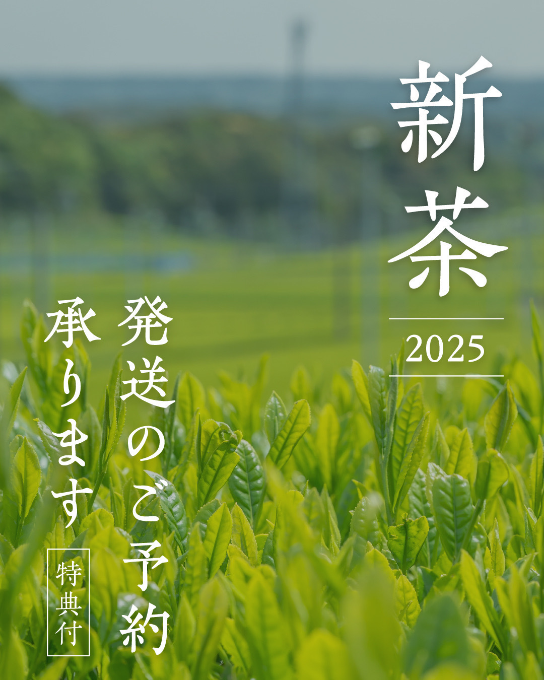2025年 新茶予約のご案内 ｜ 茶の庭｜お茶の産地静岡掛川市の日本茶