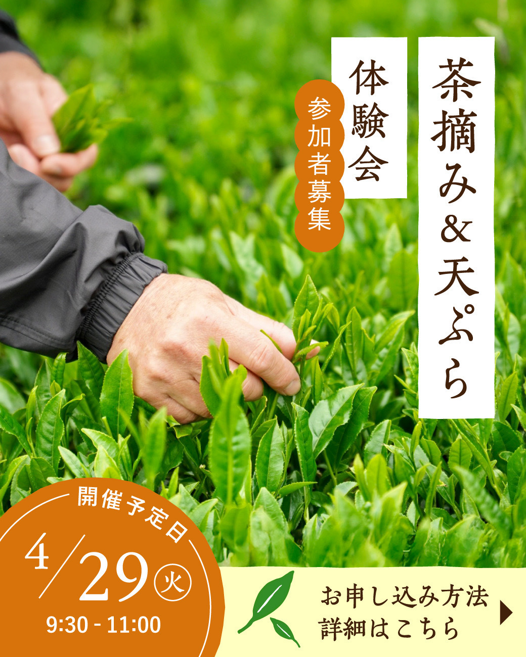 新茶の季節を楽しむ「茶摘み＆天ぷら体験会」開催のお知らせ ｜ 茶の庭
