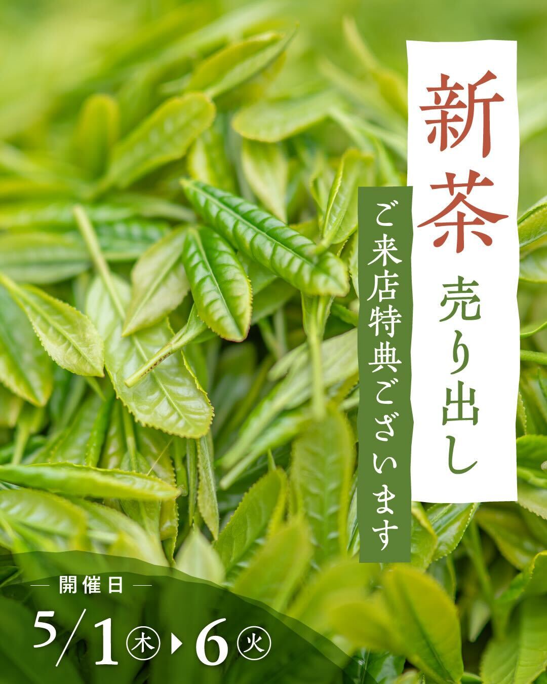 新茶の季節到来 初夏の訪れを告げる特別な6日間 ｜ 茶の庭｜お茶の産地